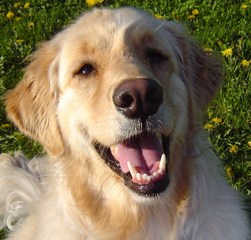 Golden Retriever with healthy smile