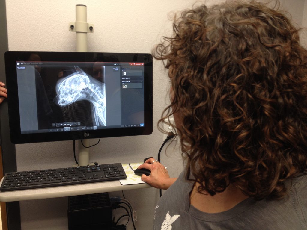 Veterinarian Danielle Johnson works with a digital radiograph of a cat at Homestead Veterinary Clinic in Baldwin, Wisconsin